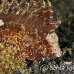 waspfish_cockatoo_kbrtk3_h_0019_sul1628.jpg